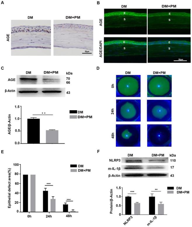 Int J Biol Sci Image