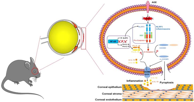 Int J Biol Sci Image