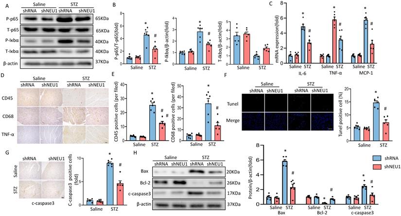 Int J Biol Sci Image