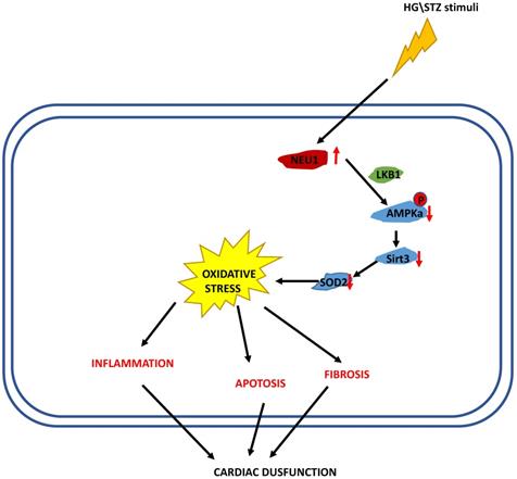 Int J Biol Sci Image