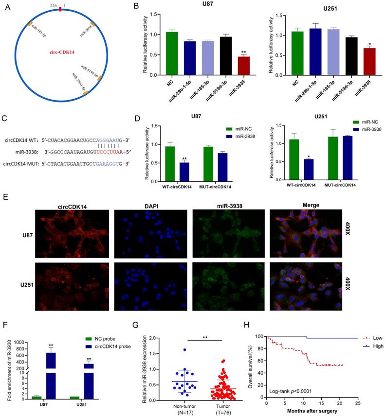 Int J Biol Sci Image