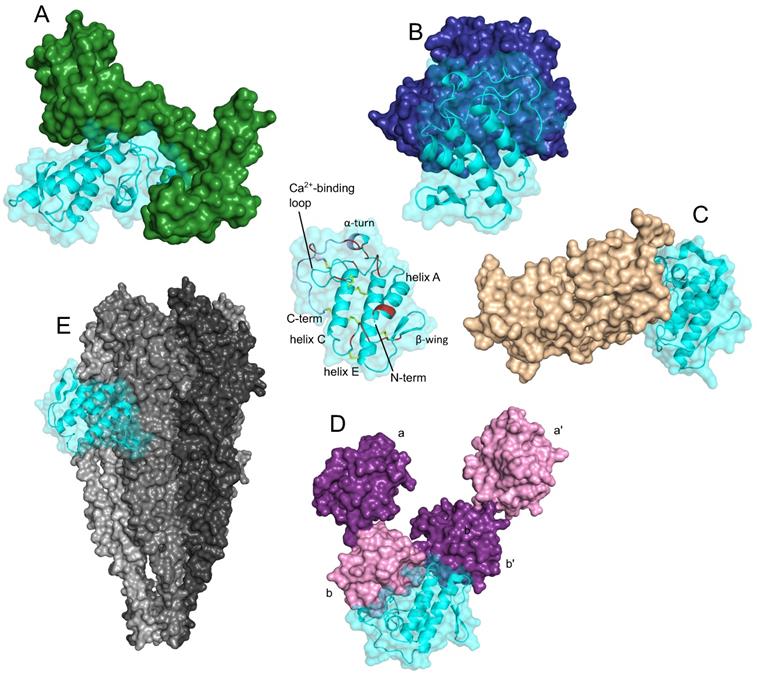 Int J Biol Sci Image