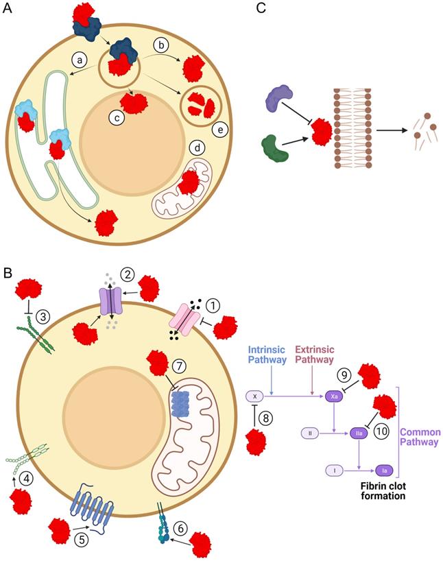 Int J Biol Sci Image