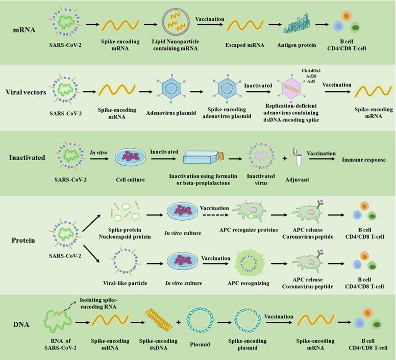 Int J Biol Sci Image