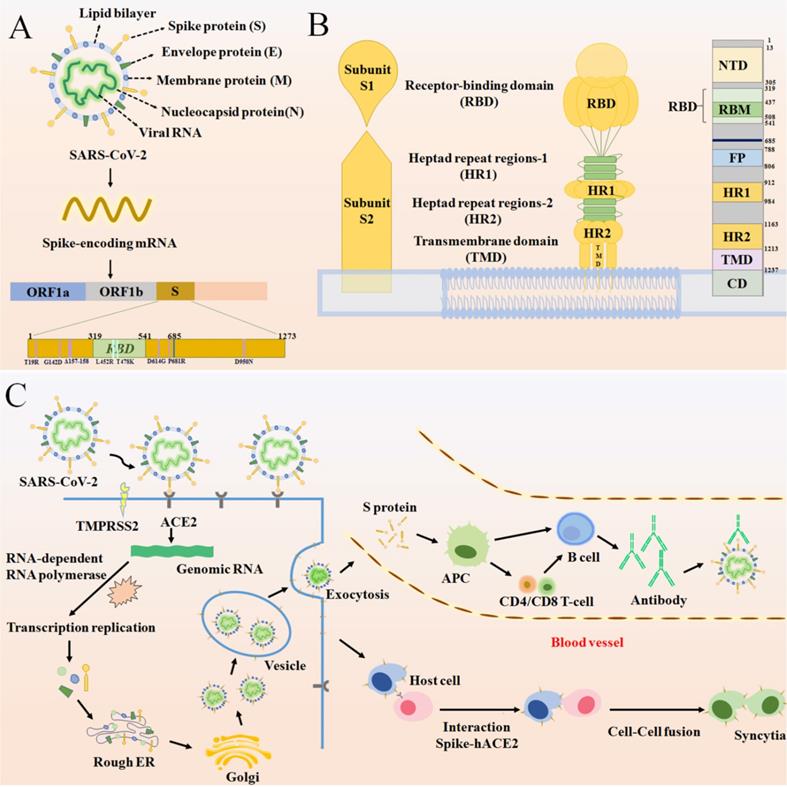 Int J Biol Sci Image