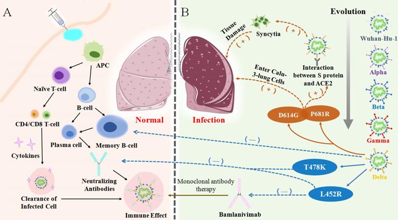 Int J Biol Sci Image