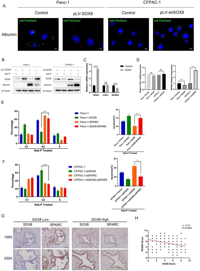 Int J Biol Sci Image