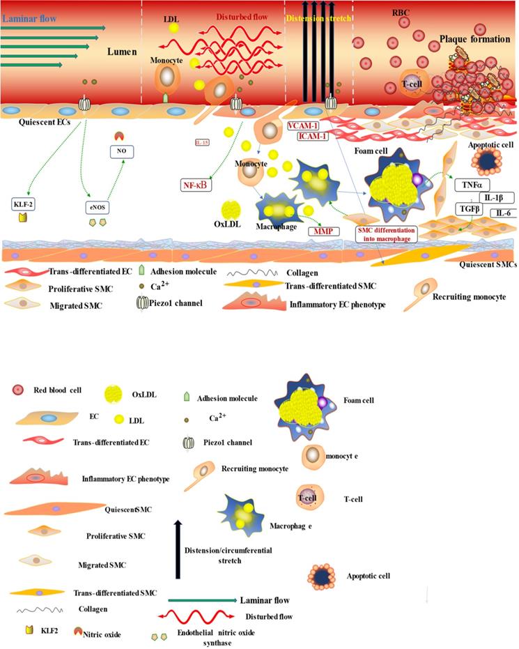 Int J Biol Sci Image