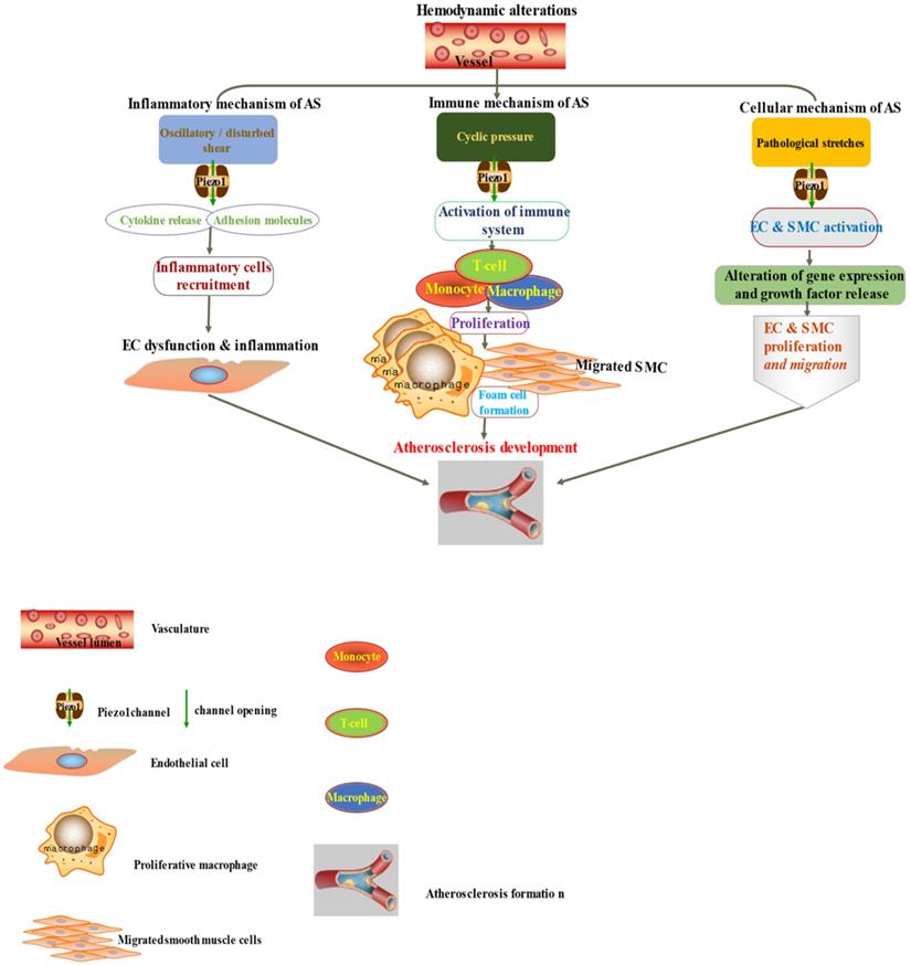 Int J Biol Sci Image