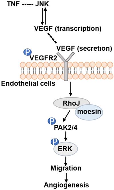 Int J Biol Sci Image