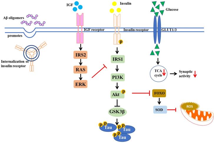 Int J Biol Sci Image