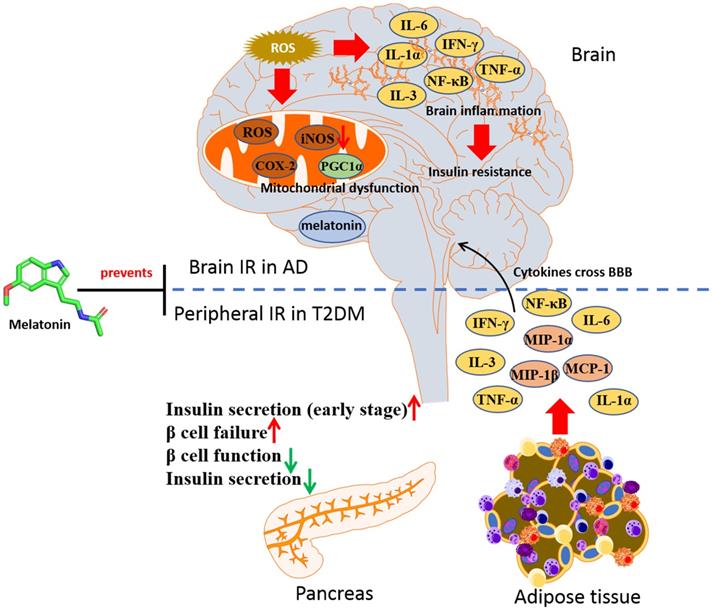 Int J Biol Sci Image