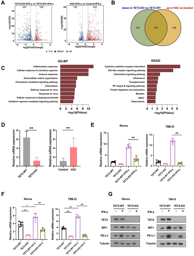 Int J Biol Sci Image