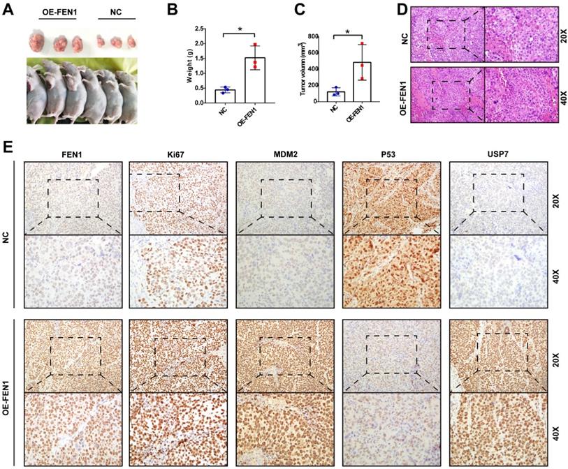 Int J Biol Sci Image