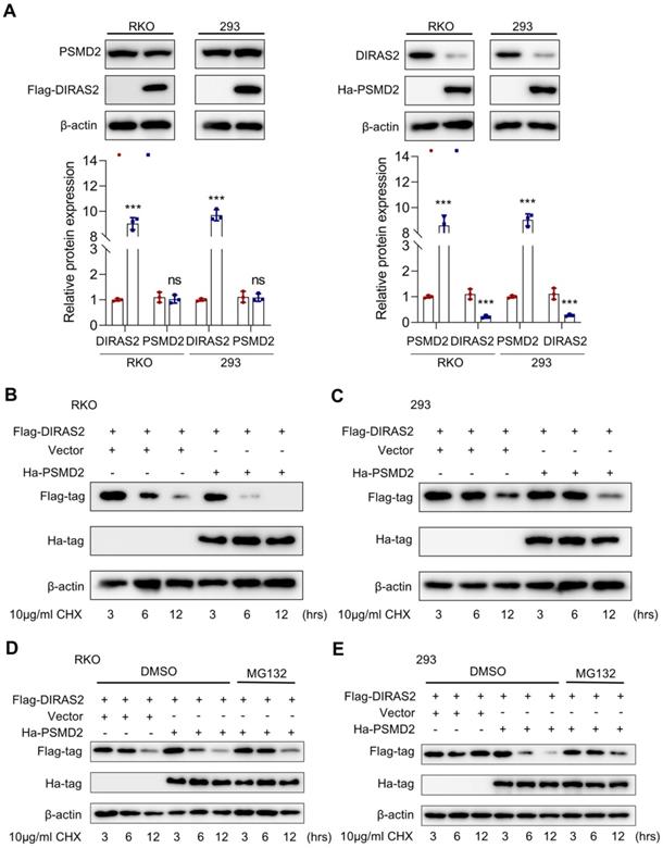 Int J Biol Sci Image