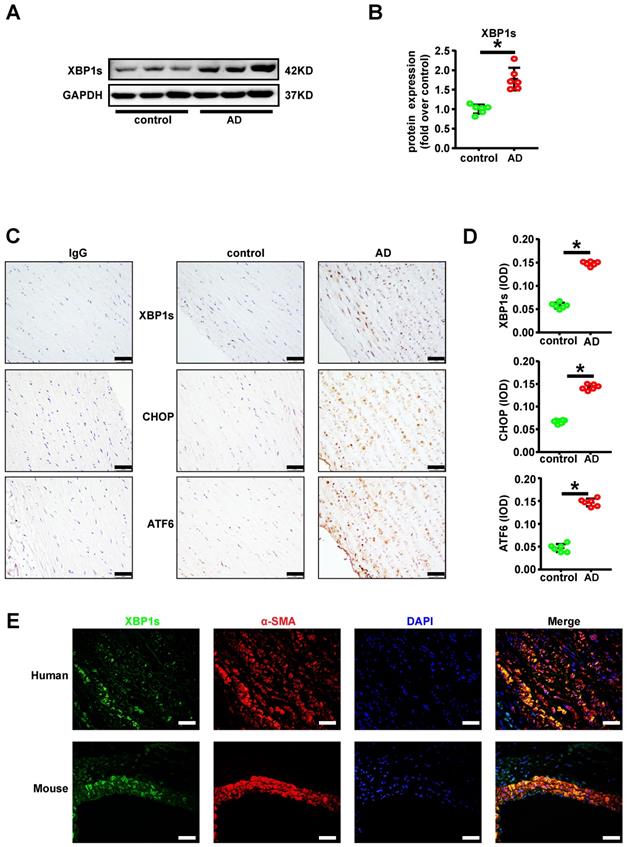 Int J Biol Sci Image