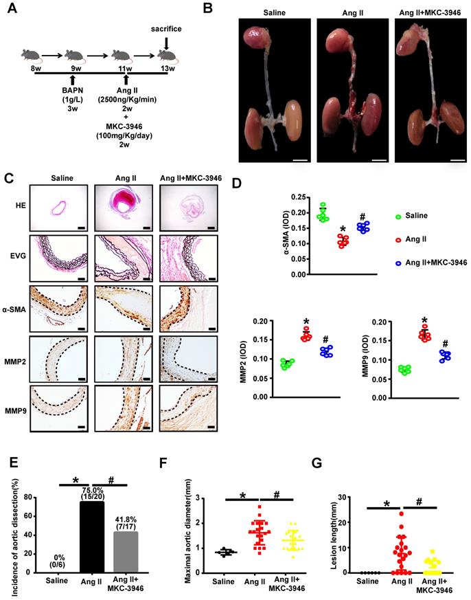 Int J Biol Sci Image