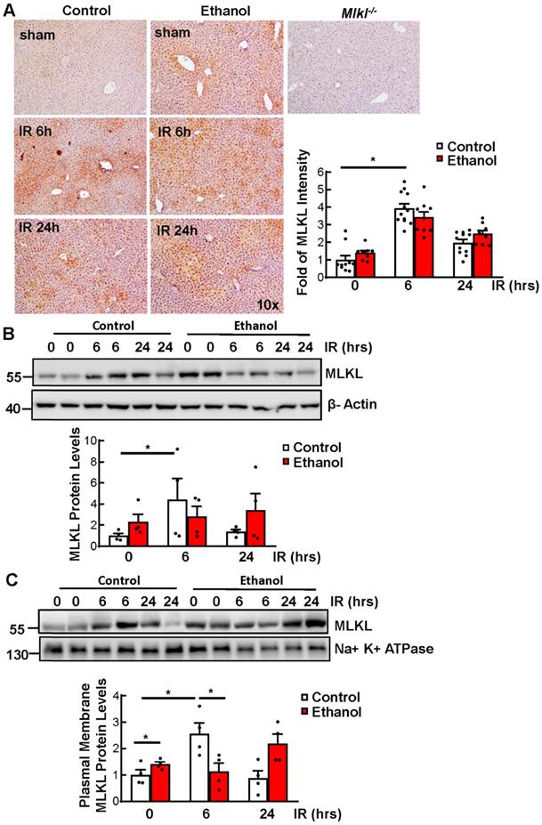 Int J Biol Sci Image