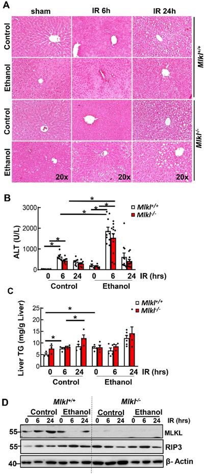 Int J Biol Sci Image