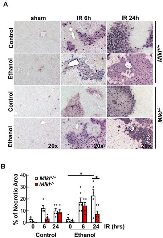 Int J Biol Sci Image