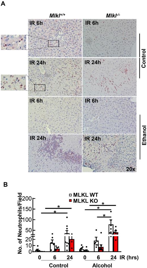 Int J Biol Sci Image