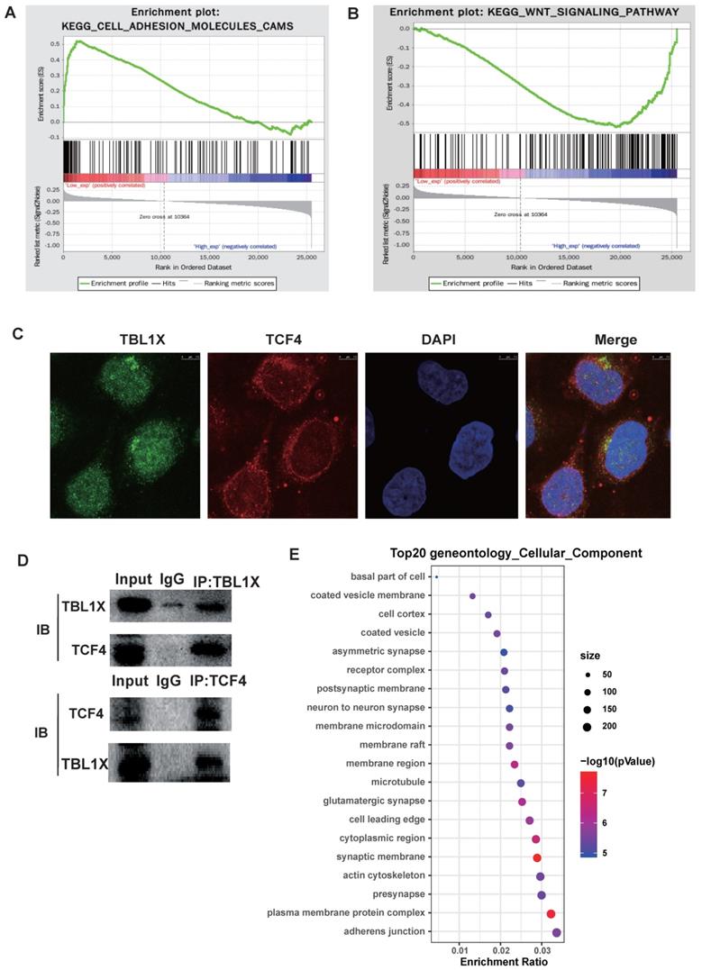 Int J Biol Sci Image