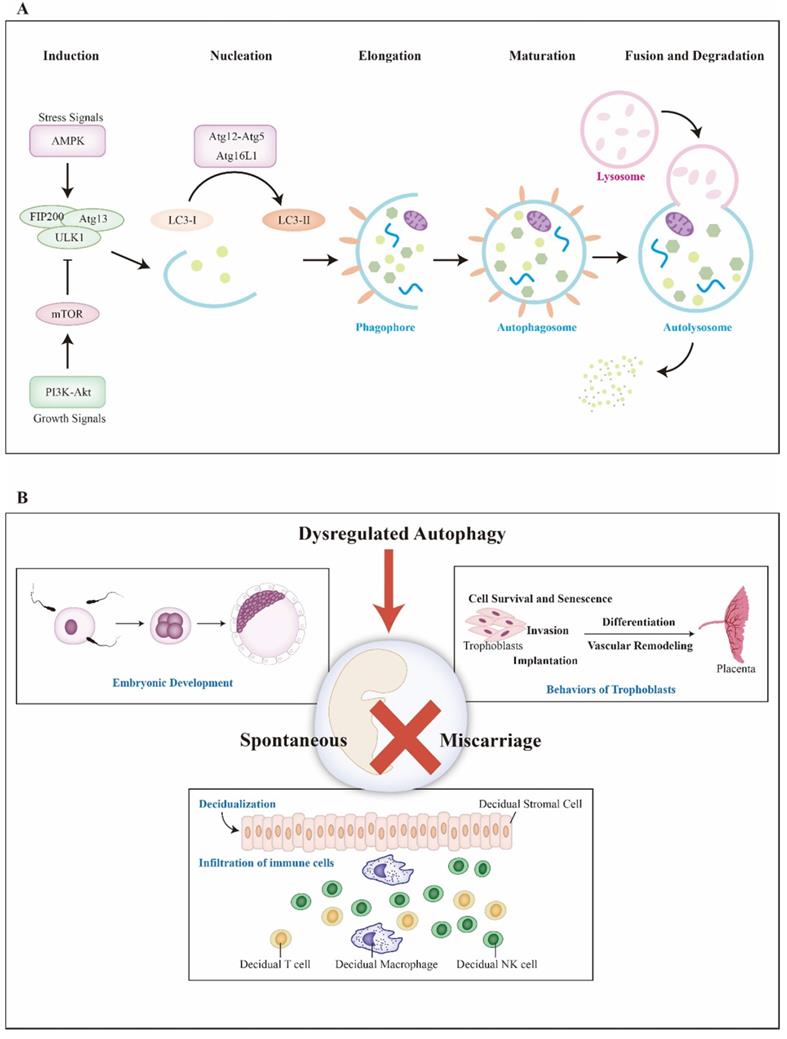 Int J Biol Sci Image