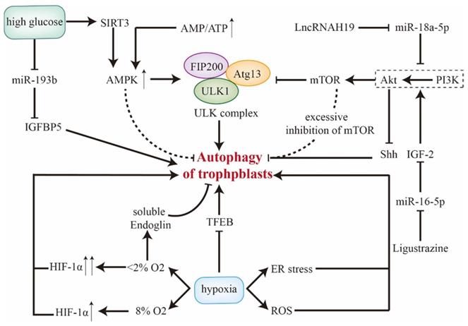 Int J Biol Sci Image