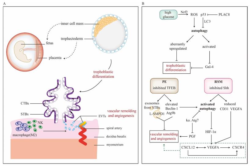 Int J Biol Sci Image