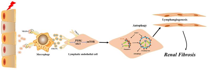 Int J Biol Sci Image