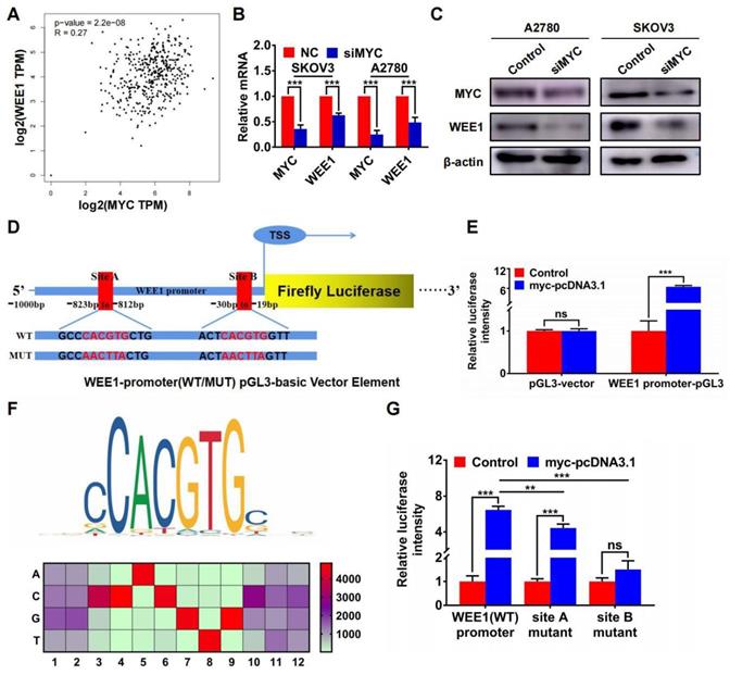 Int J Biol Sci Image