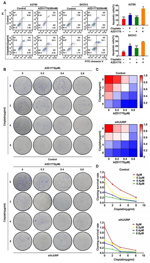 Int J Biol Sci Image