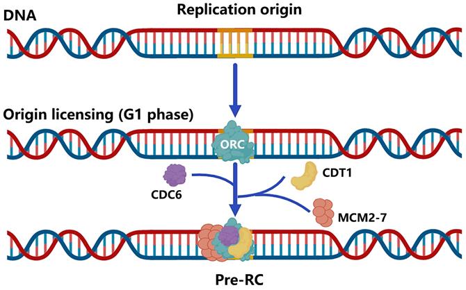 Int J Biol Sci Image