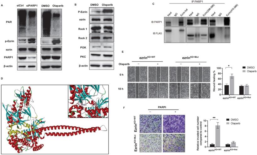 Int J Biol Sci Image