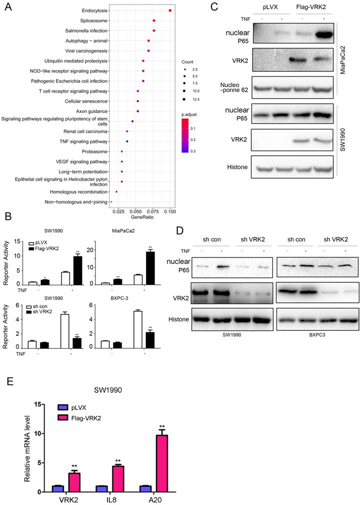 Int J Biol Sci Image