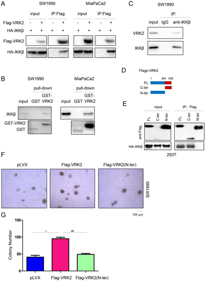 Int J Biol Sci Image