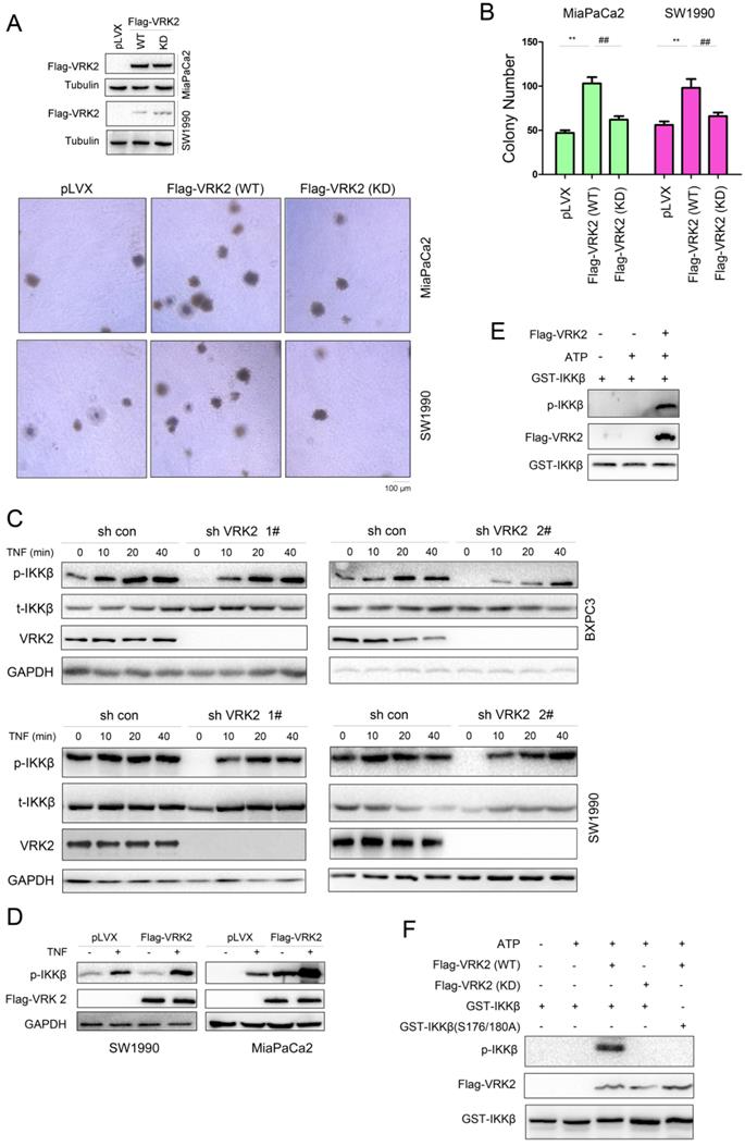 Int J Biol Sci Image