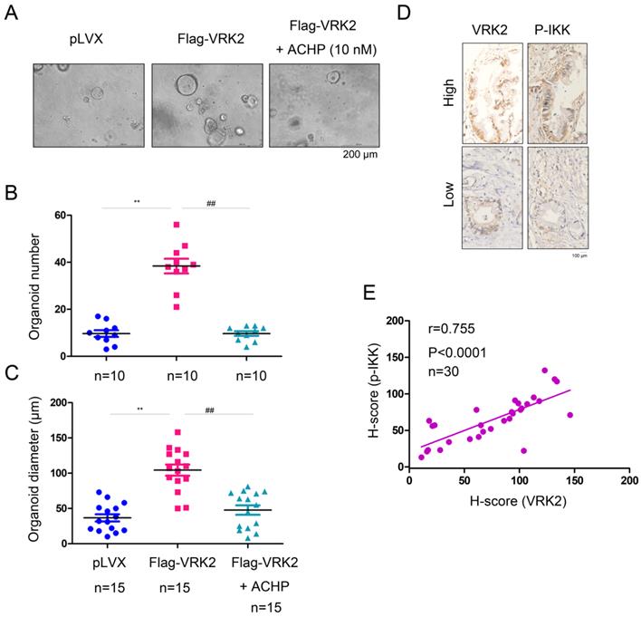 Int J Biol Sci Image