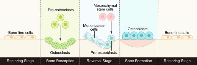 Int J Biol Sci Image