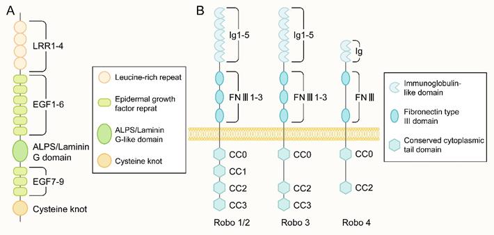 Int J Biol Sci Image