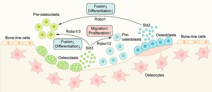 Int J Biol Sci Image