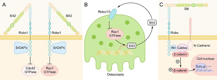 Int J Biol Sci Image