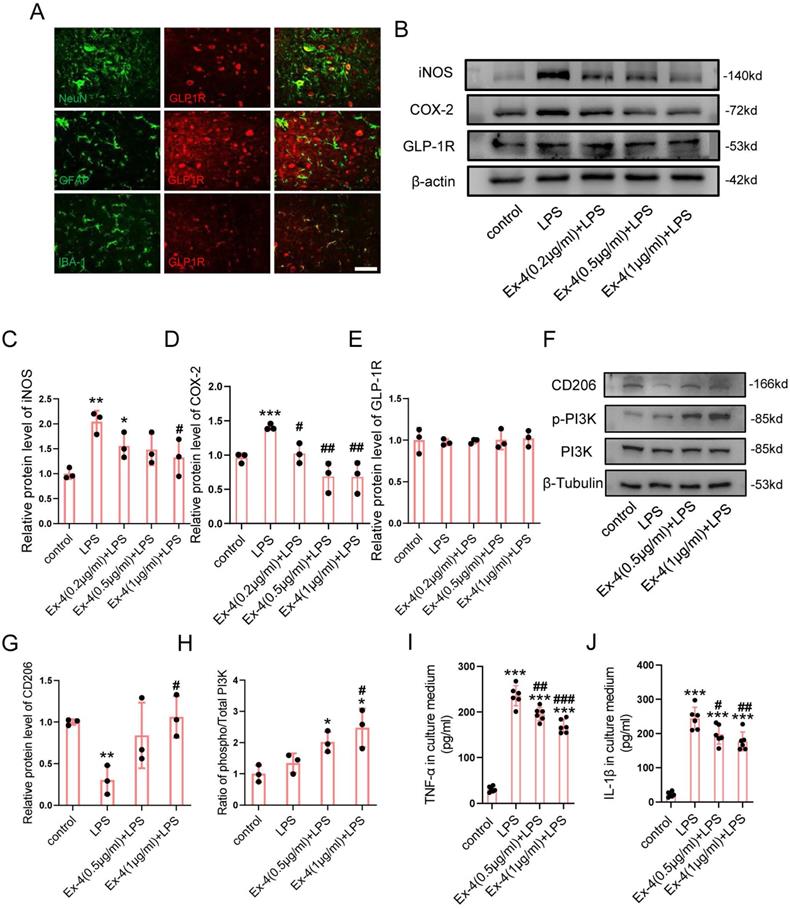 Int J Biol Sci Image