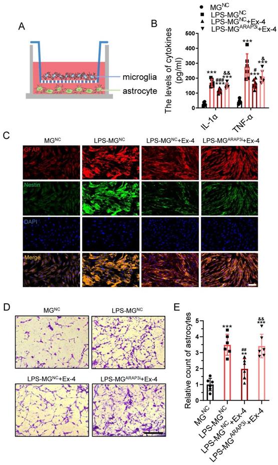 Int J Biol Sci Image