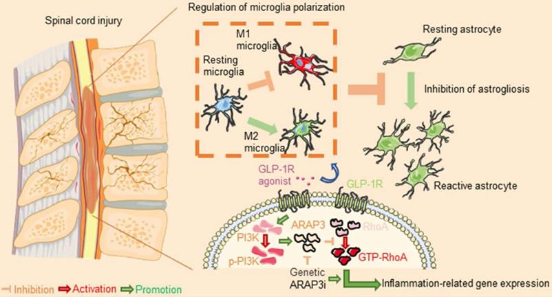 Int J Biol Sci Image