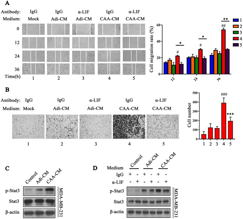 Int J Biol Sci Image