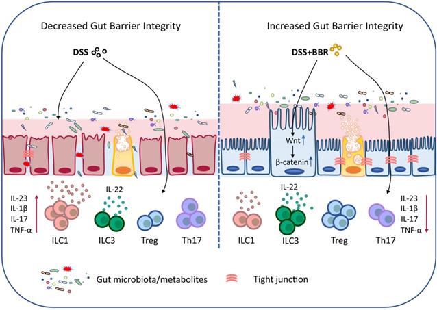 Int J Biol Sci Image