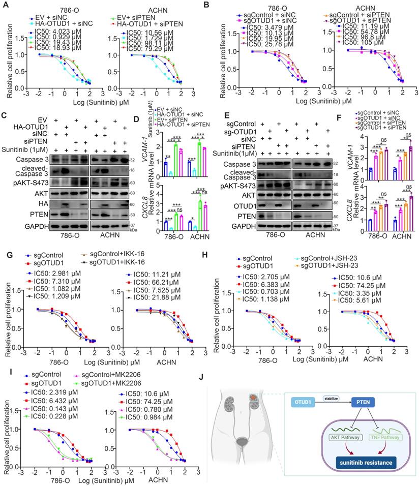 Int J Biol Sci Image