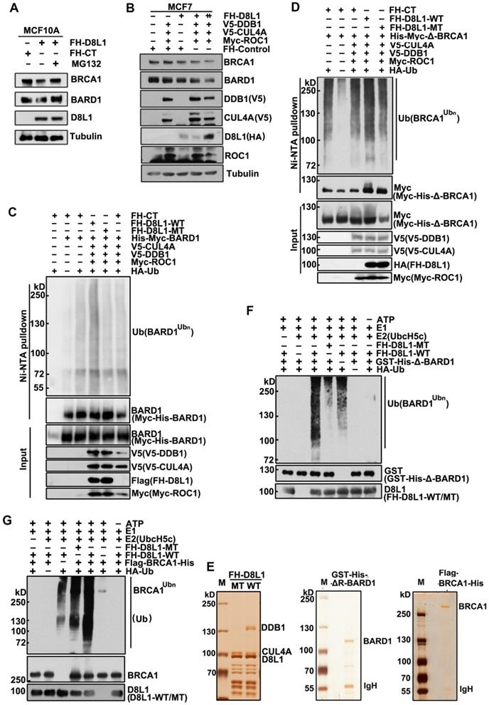 Int J Biol Sci Image