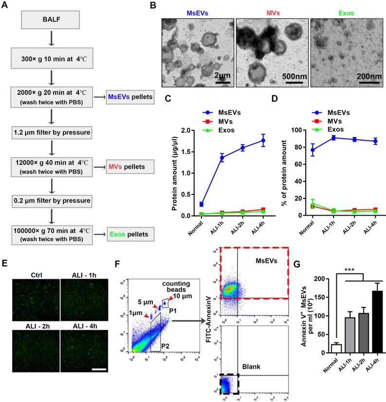 Int J Biol Sci Image